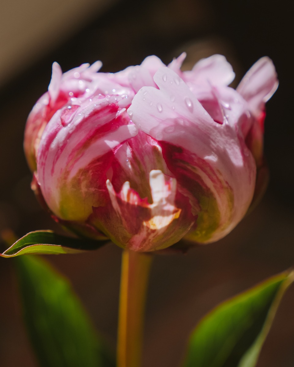 Arrosage d'une pivoine