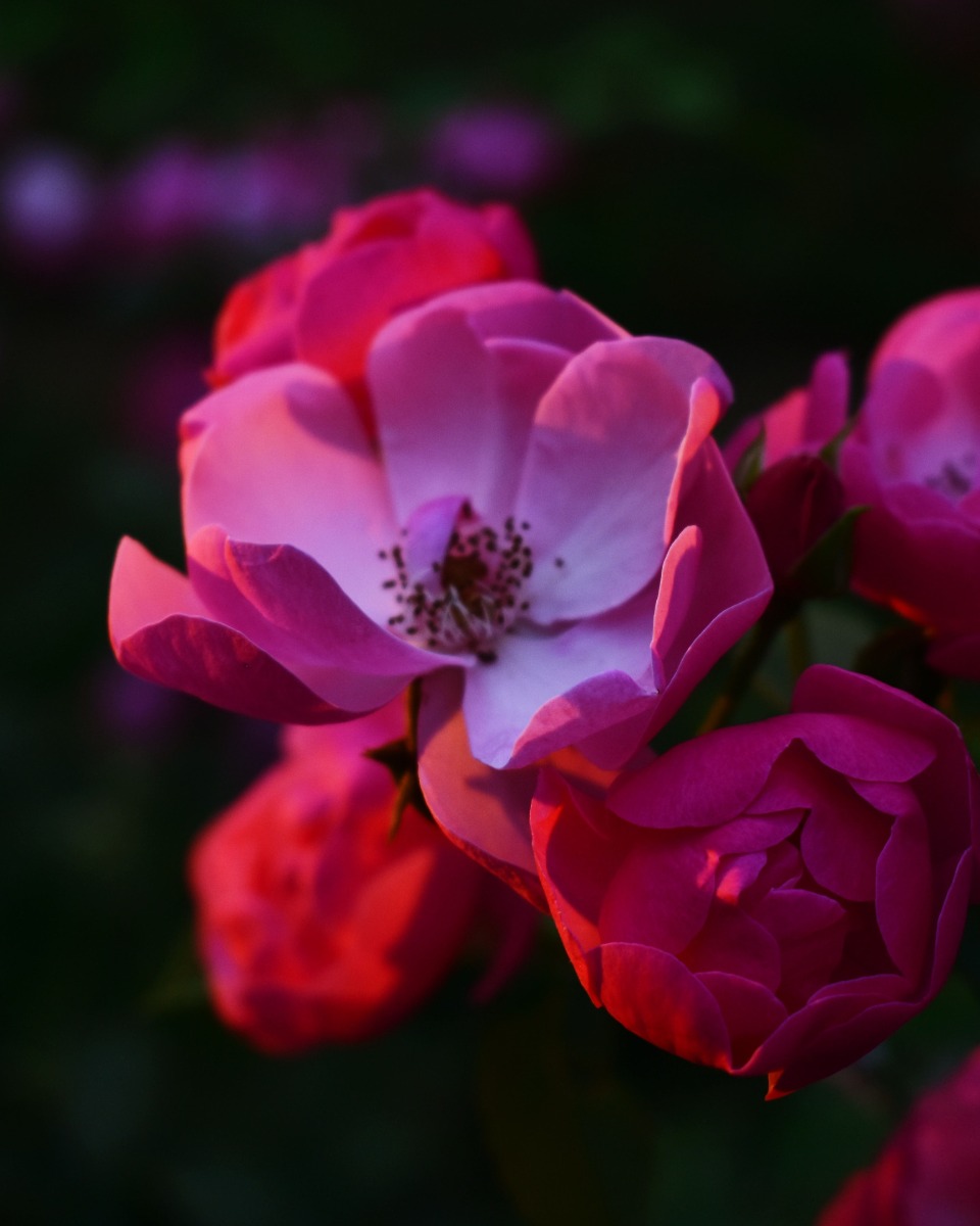 Maintenir la pivoine