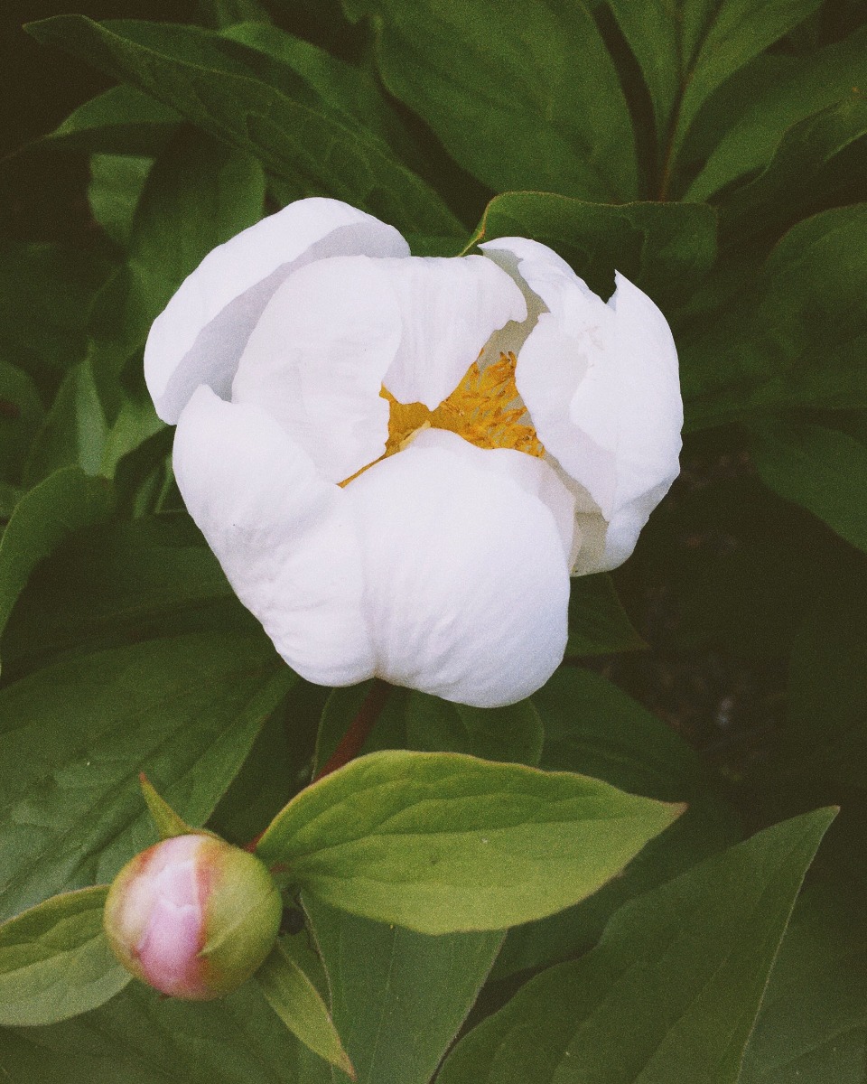 L'alimentation de la pivoine