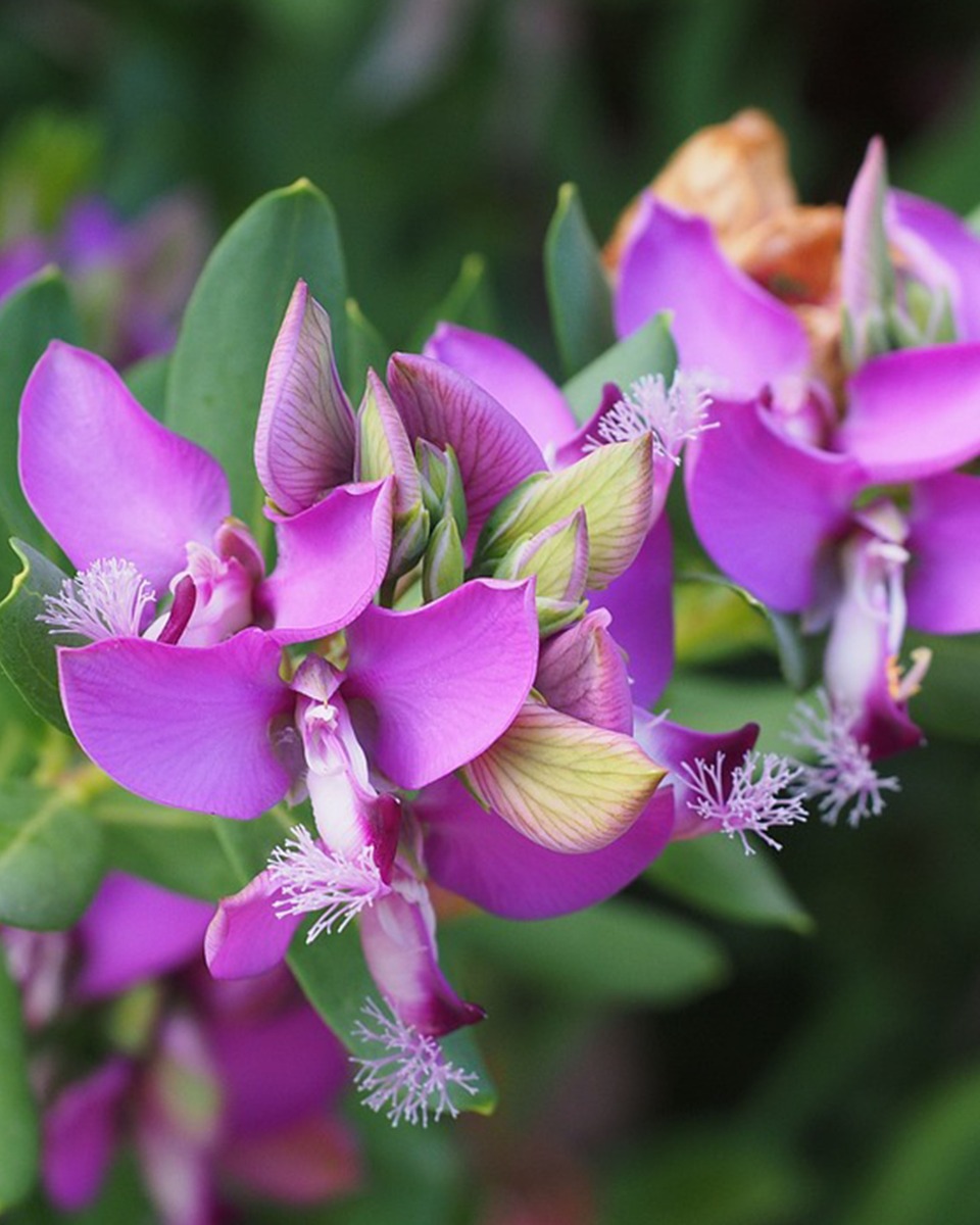 Fleurs de polygala