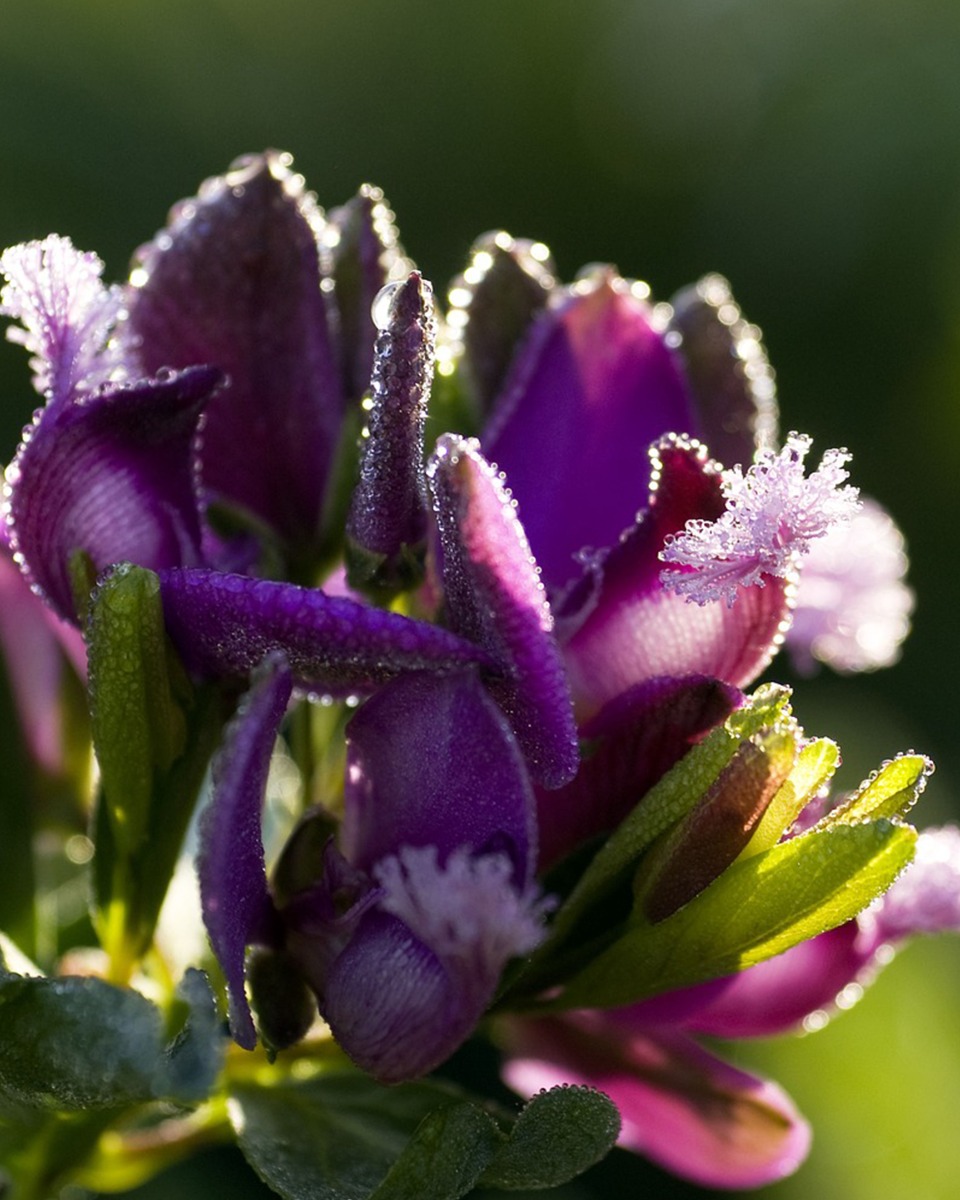 Arrosage du Polygala