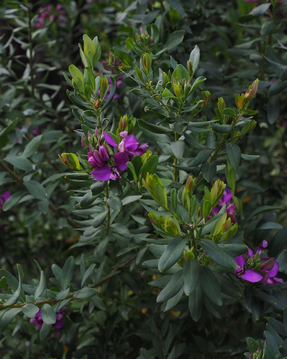 Emplacement du Polygala