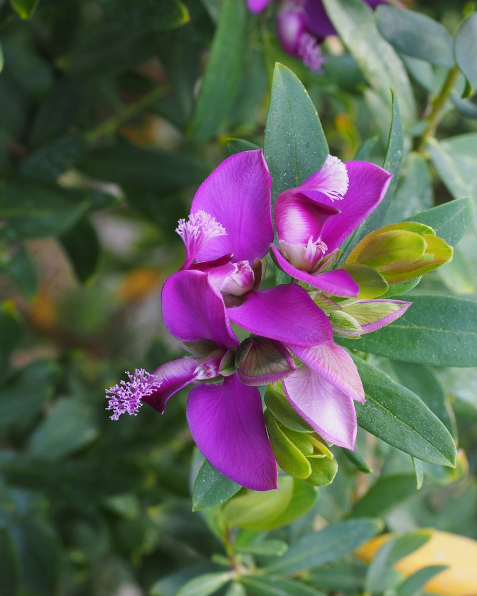 De la nourriture pour le Polygala