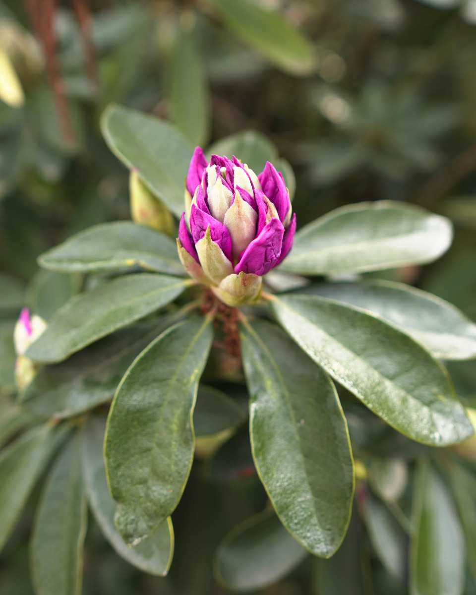 Les fleurs du rhododendron 