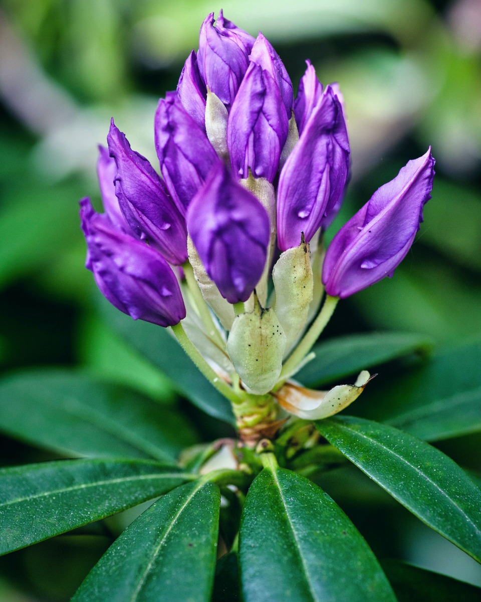 De la nourriture pour les rhododendrons 