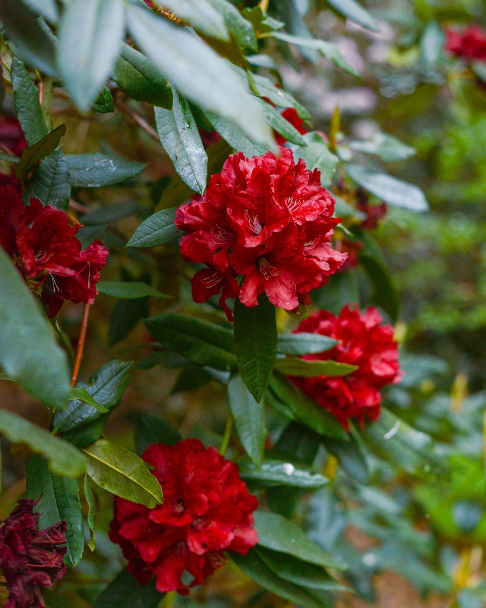 Entretien des rhododendrons