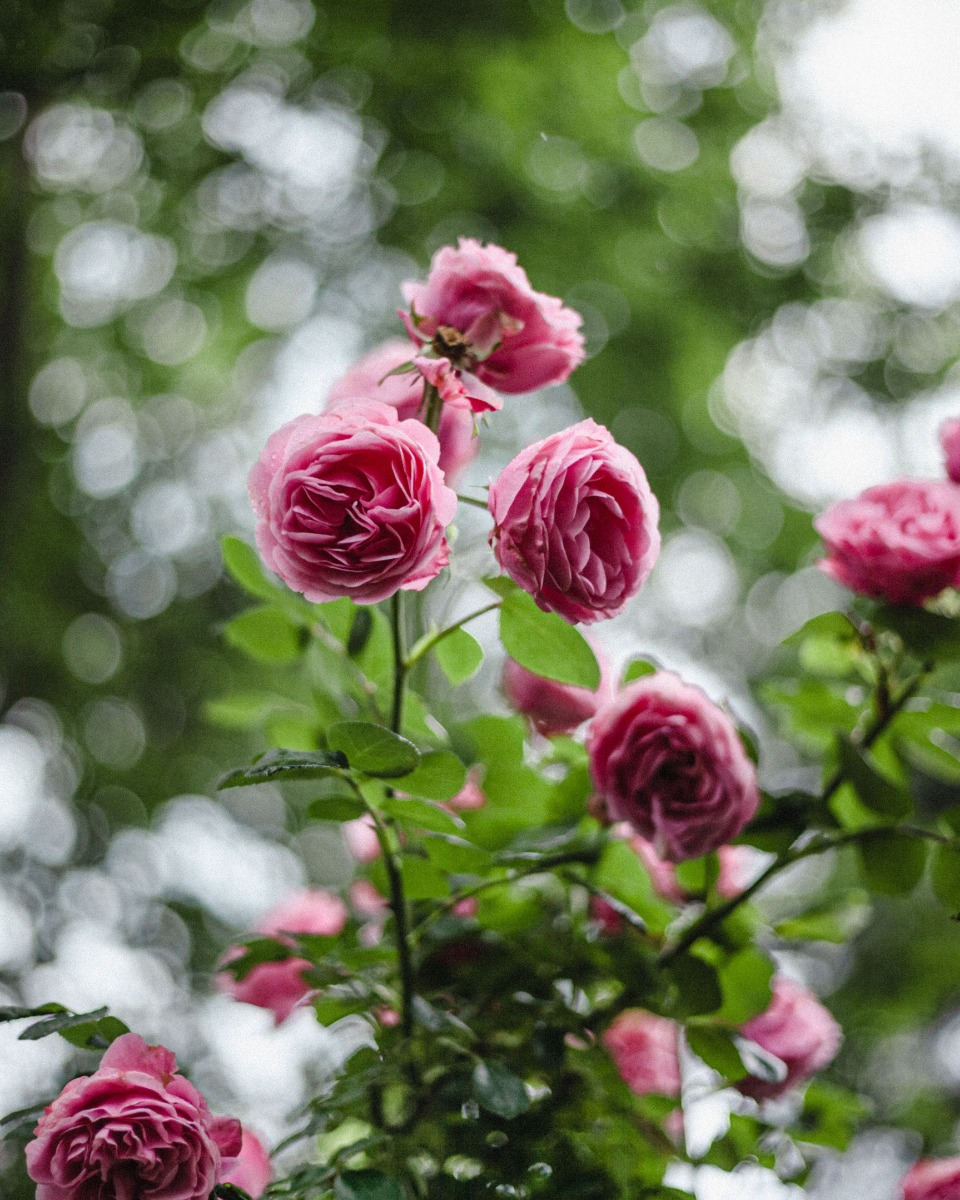 Emplacement de la rose