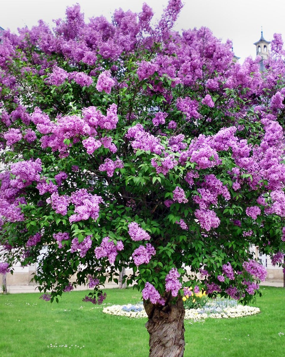 Arrosage des lilas