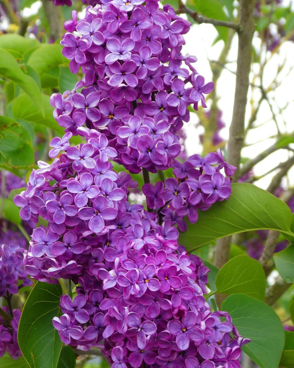 Emplacement des lilas