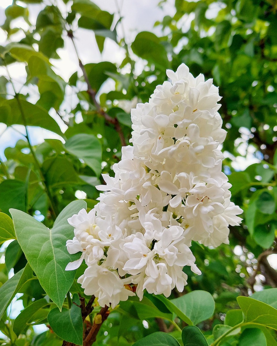 Plantes de lilas