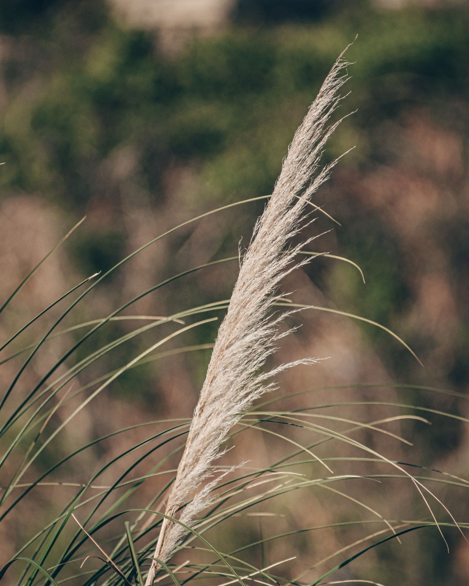 Nutrition des graminées ornementales