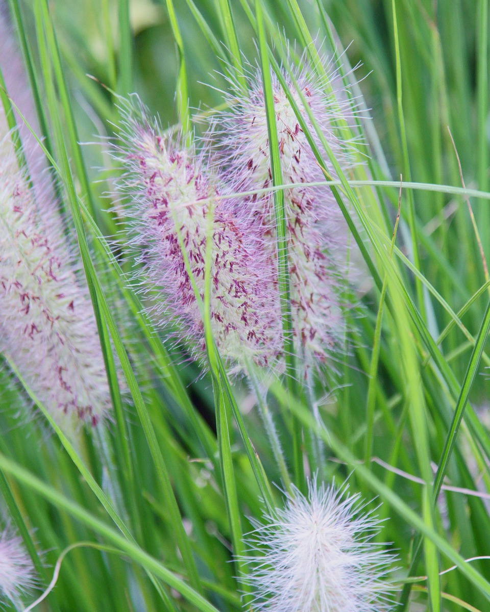 Fleurs de graminées ornementales