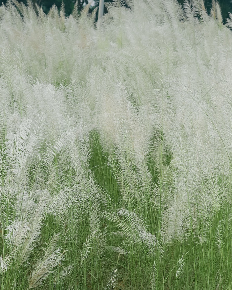 Plantes herbacées ornementales