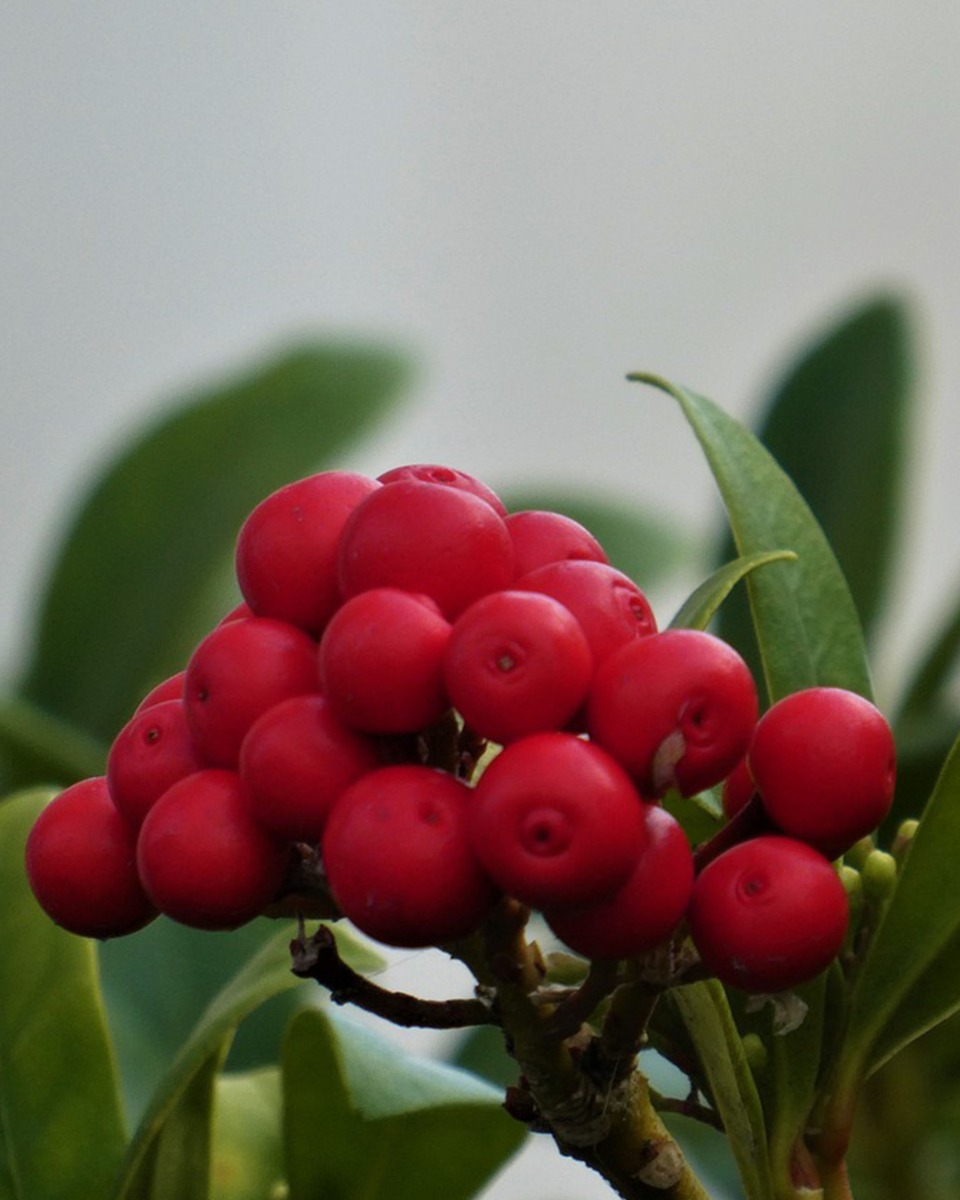 Skimmia baies rouges