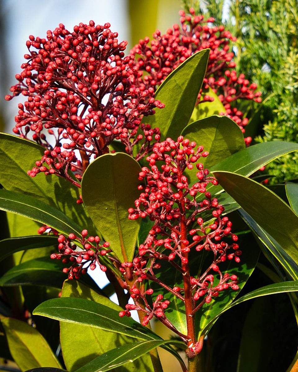 Quand planter le Skimmia