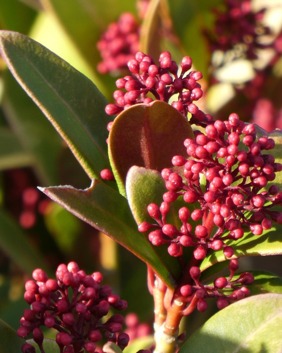 L'alimentation du Skimmia