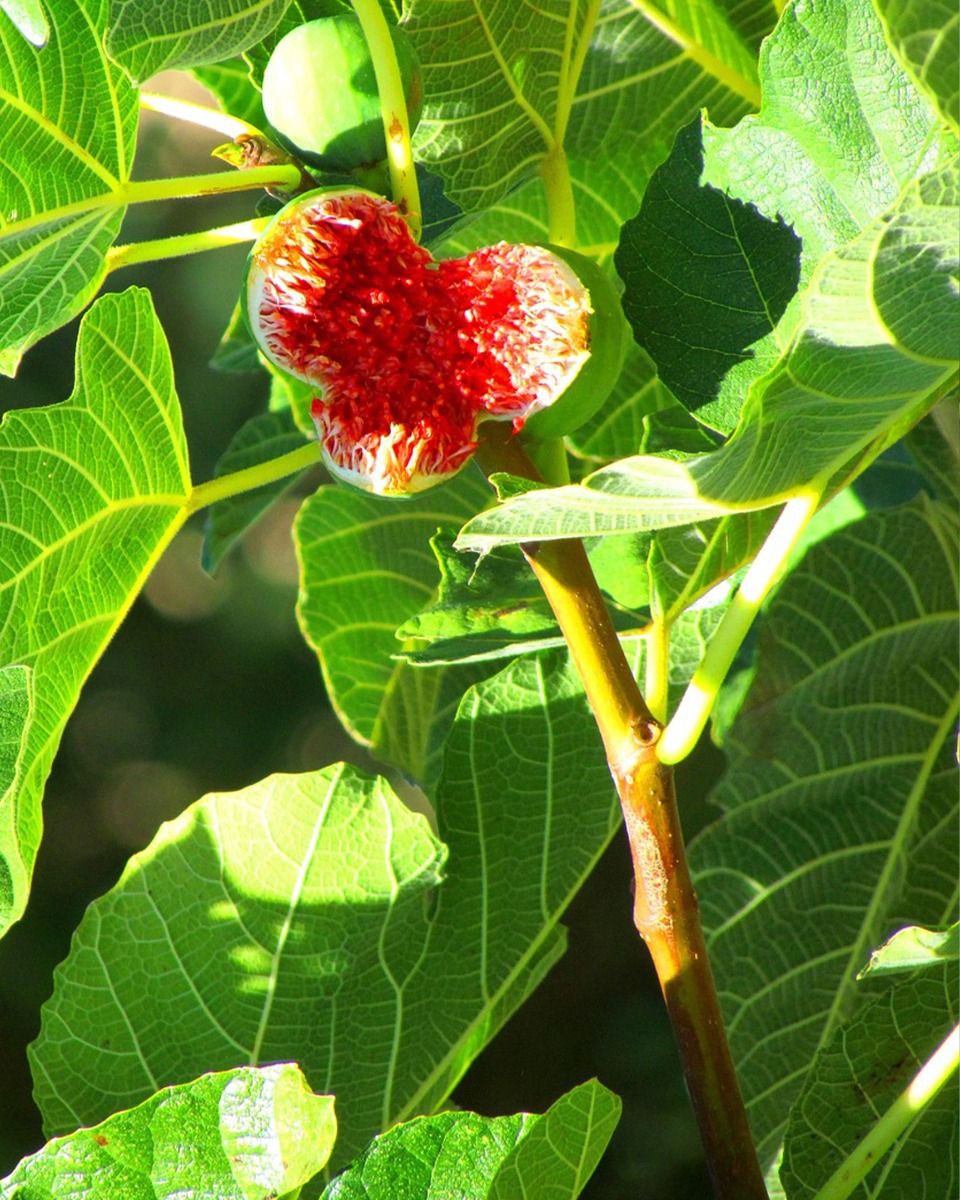 L'alimentation du figuier 