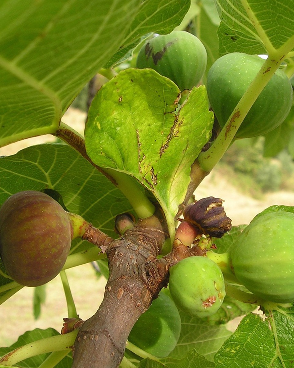 Plantation d'un figuier