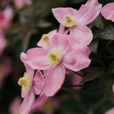 Plantes de jardin roses et rouges