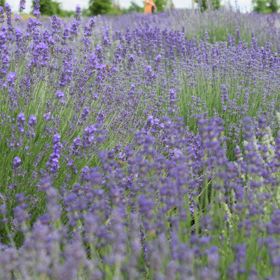 Plantes de jardin violettes et bleues