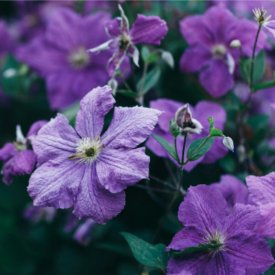 Clematis