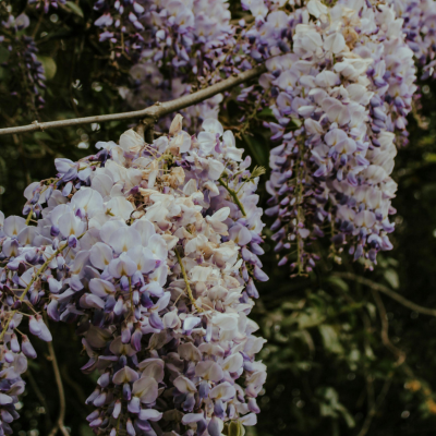 Wisteria