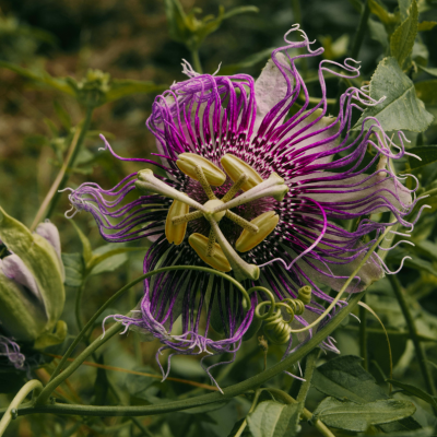 Passiflora