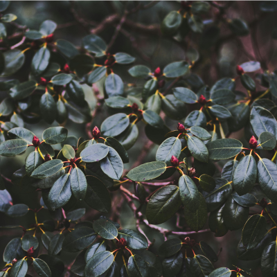 Rhodondendron