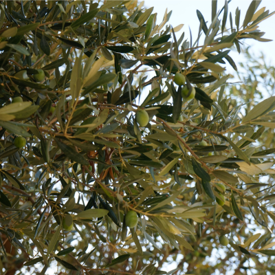 Olea