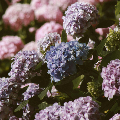 Hydrangea