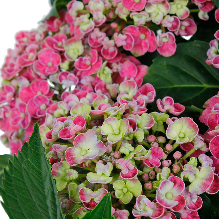 Hortensia à fleurs roses