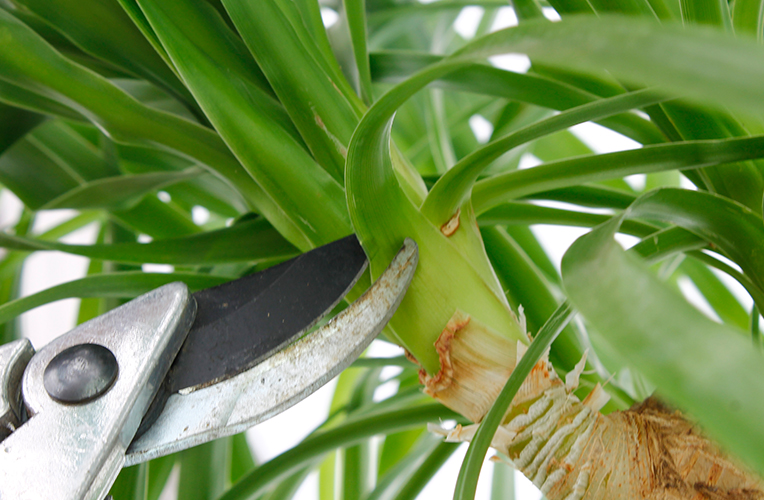 taille beaucarnea