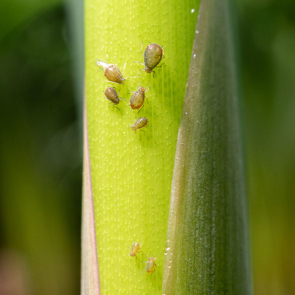 les parasites des plantes d'intérieur dus à la climatisation