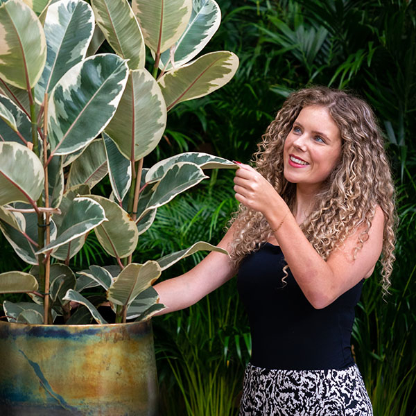 Ficus beaucoup d'eau