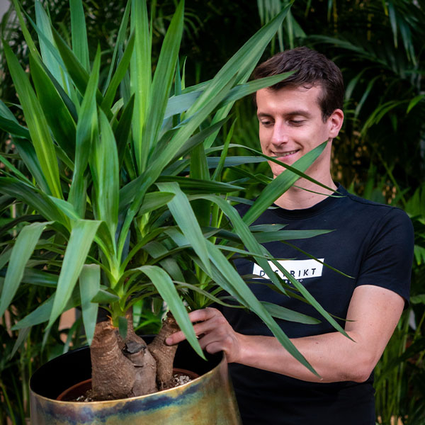 Yucca peu d'eau