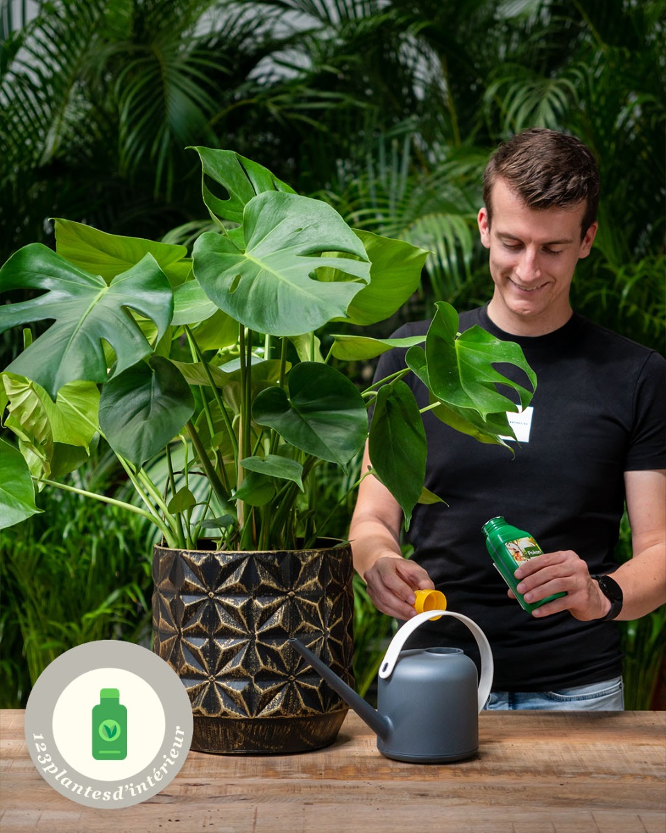 Fertilisation du Monstera