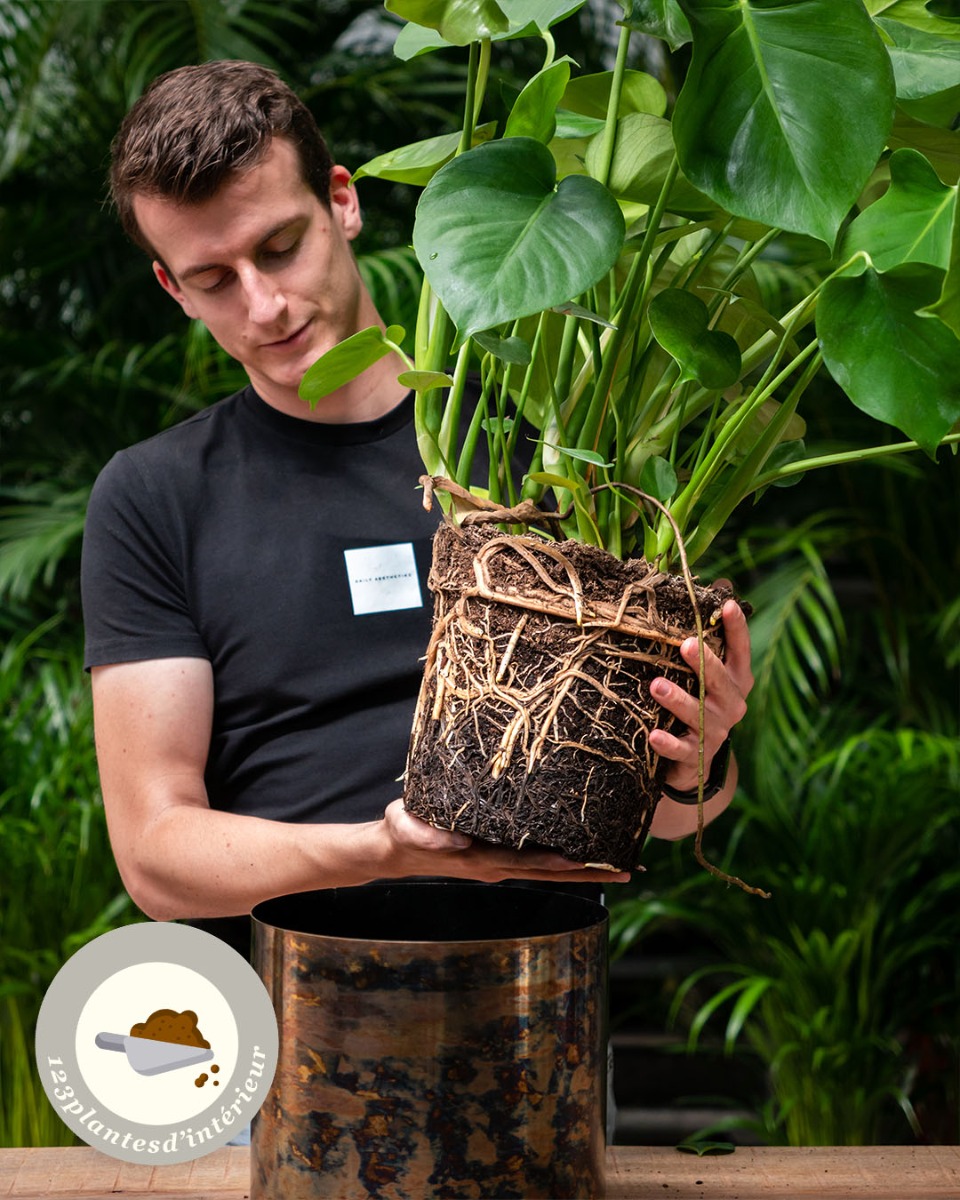 Rempotage du Monstera