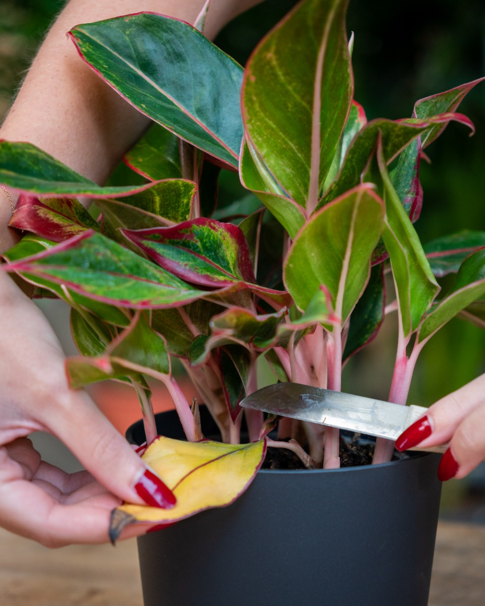 Tailler Aglaonema