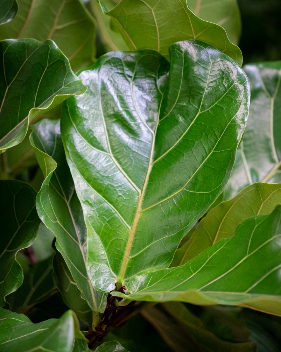 Taille des Ficus 