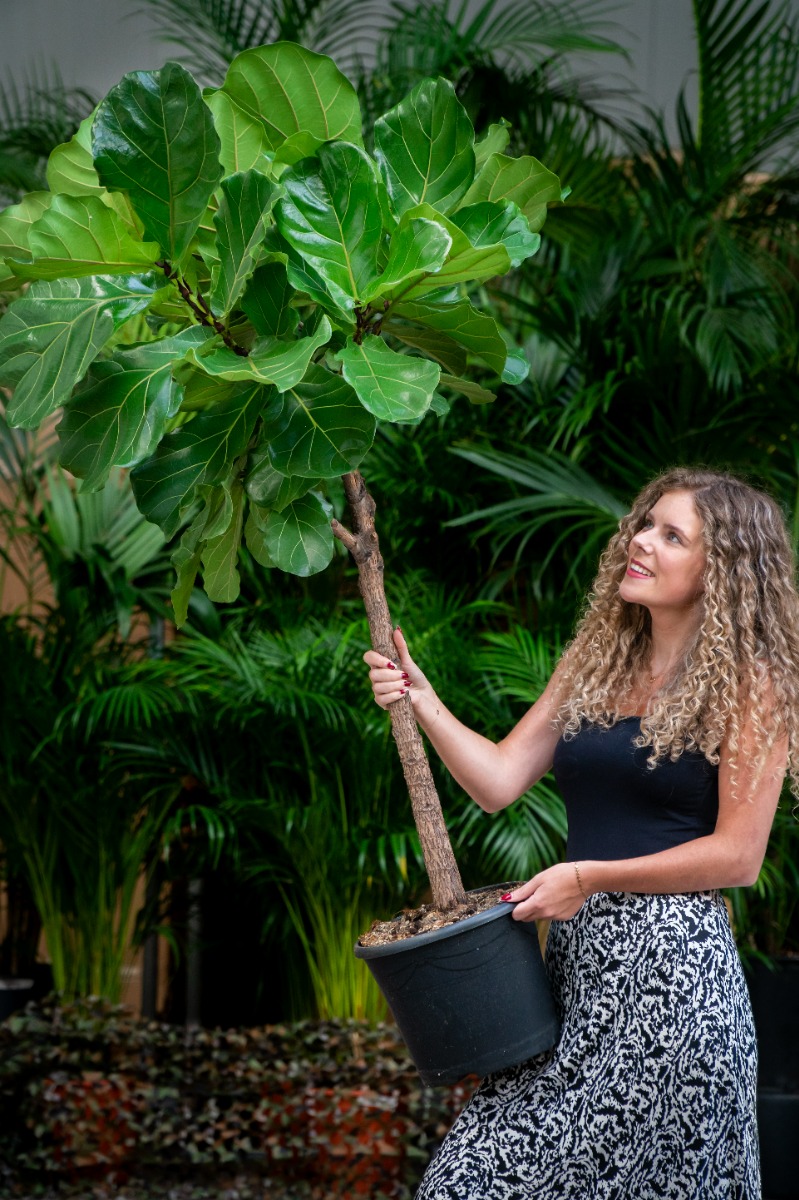 Tailler des Ficus