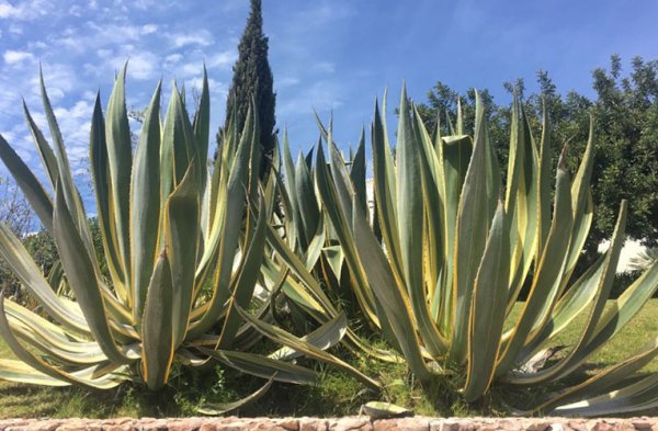 L'habitat des agaves lumière et chaleur