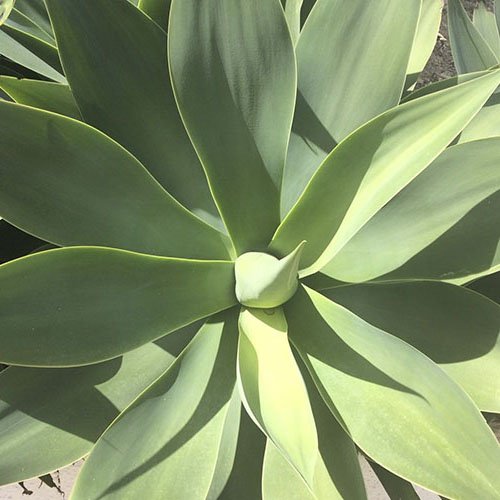 agave au soleil