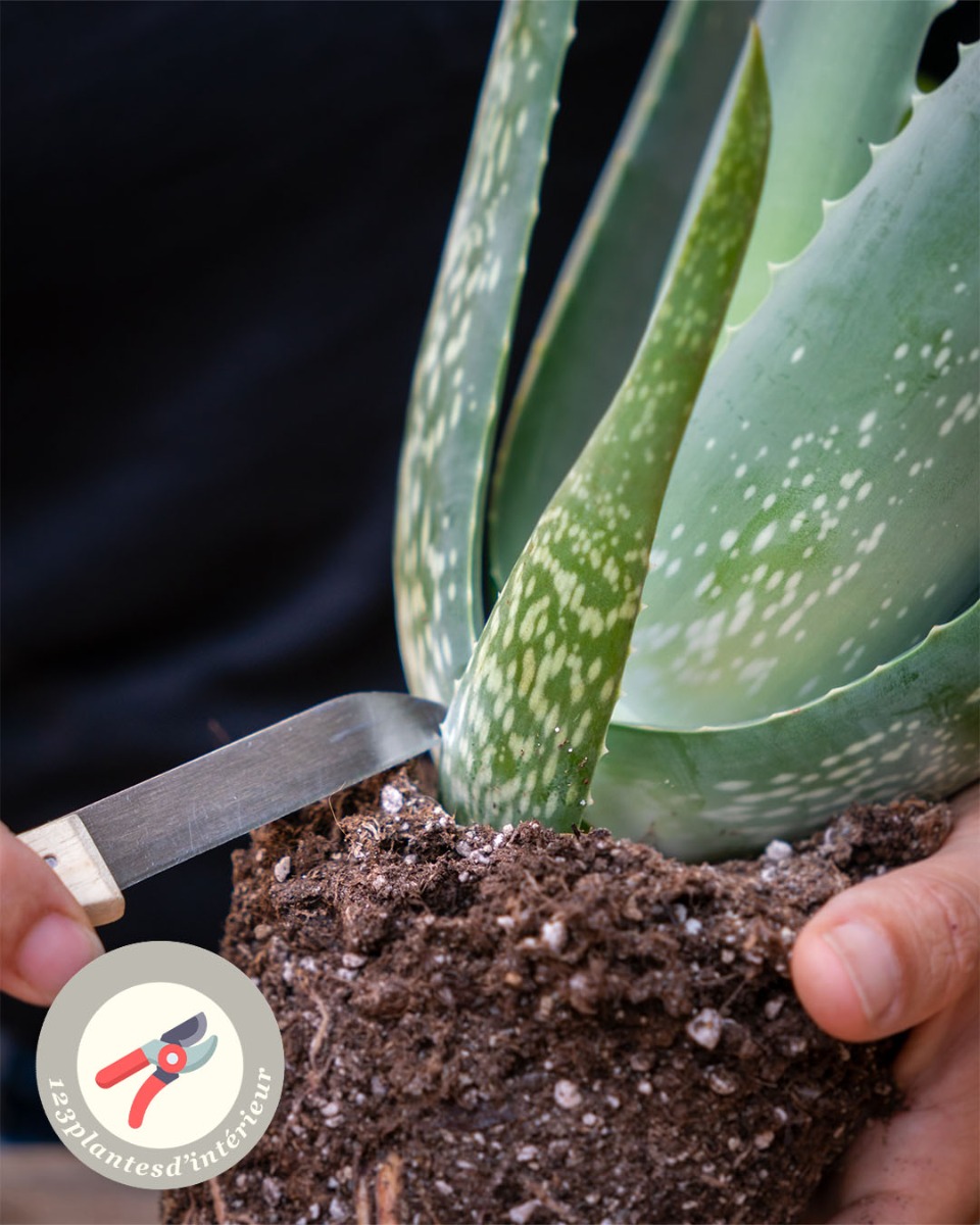 Taille de l'aloe vera