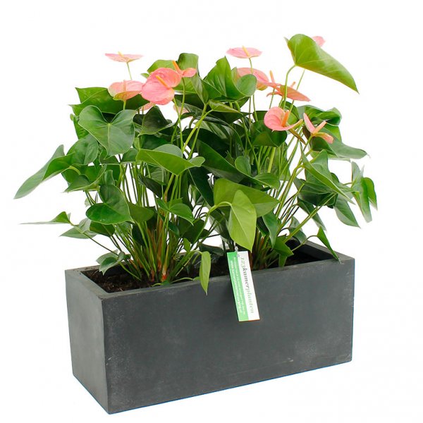 Anthurium dans un bac