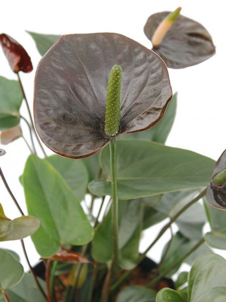 Anthurium fleur noire