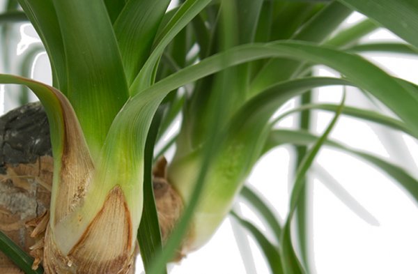 Feuilles de Beaucarnea