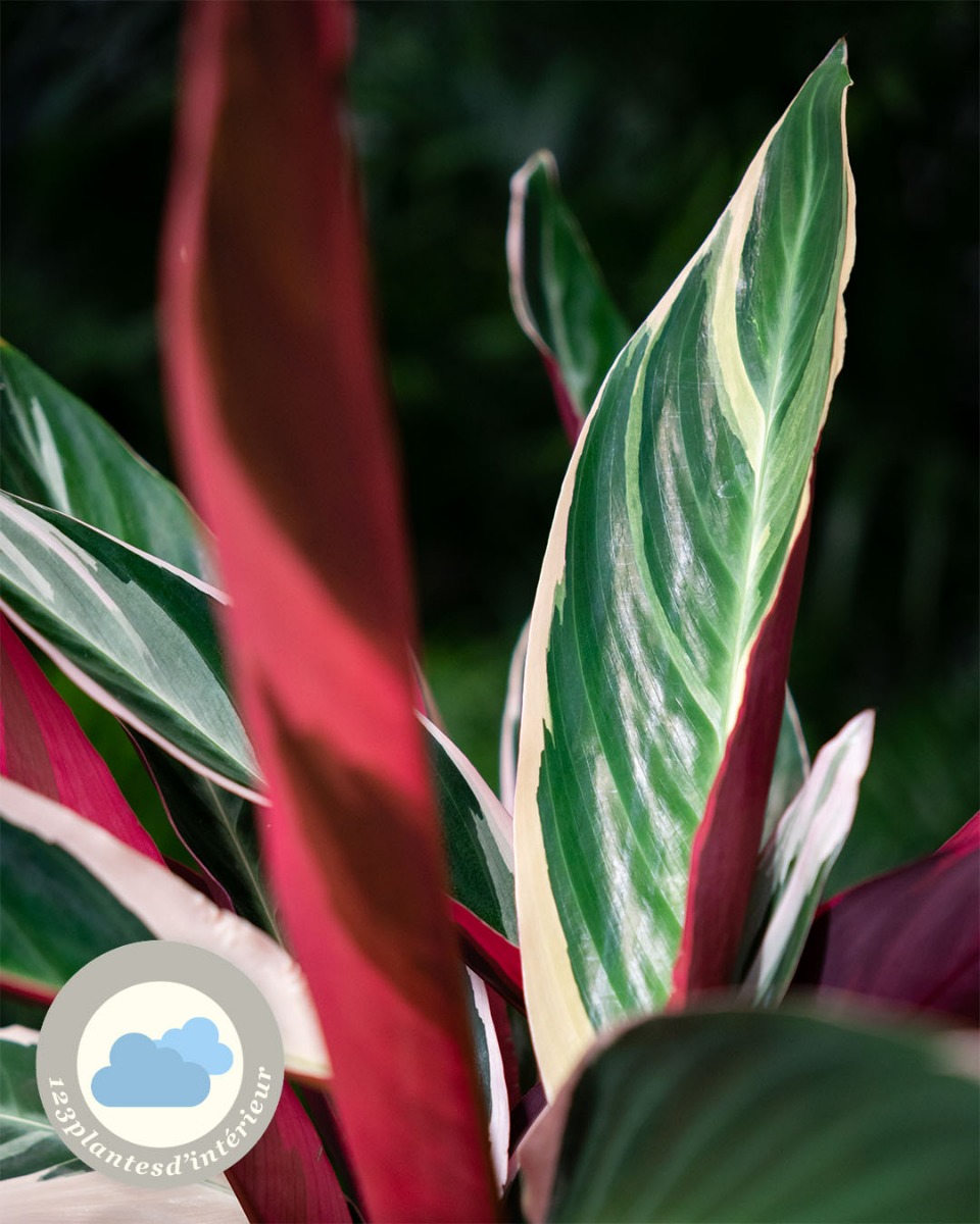 Feuille de calathea