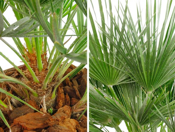 Chamaerops Humilis tige et feuille