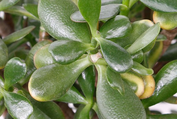 Feuille de Crassula