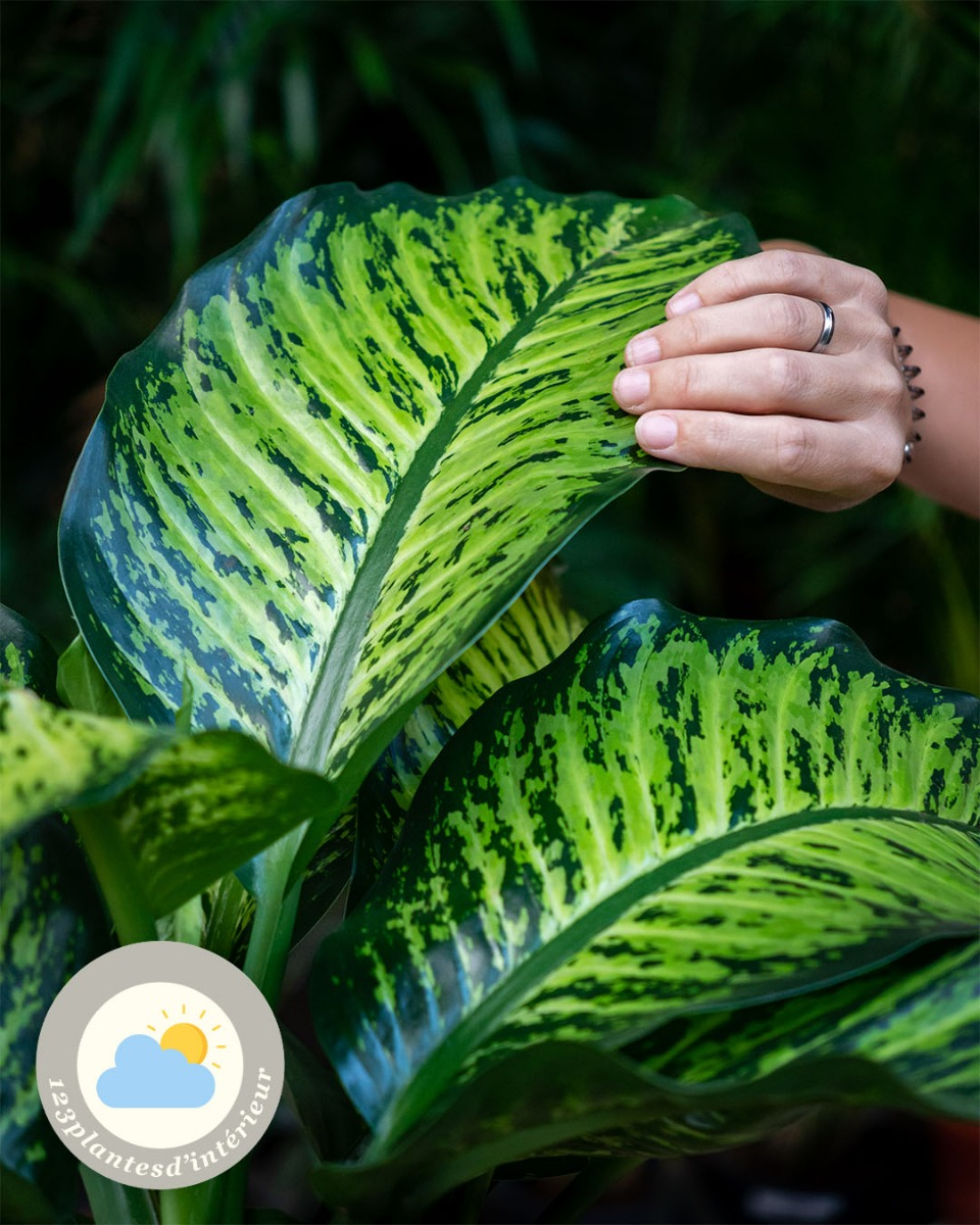 Feuille et tige de Dieffenbachia